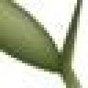 Eastern Leaf