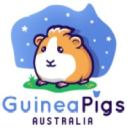 Guinea pigs australia