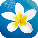 Hawaiiactivities logo