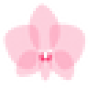 Orchideen Klusmann logo