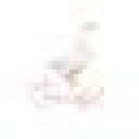 Thegracefulgoose logo